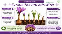 چرا گل زعفران زودتر از برگ می‌آید؟