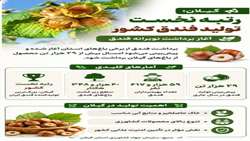 گیلان؛ رتبه نخست تولید فندق کشور