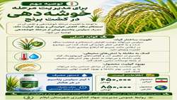 توصیه مهم برای مدیریت خوشه دهی در برنج