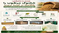 نگهداری صحیح شلتوک پس از برداشت