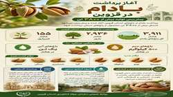 برداشت بادام از باغات استان قزوین