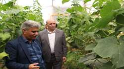 فعالیت ۱۳۸ هکتار گلخانه در لرستان با تولید سالانه حدود ۲۵ هزار تن محصولات گلخانه‌ای