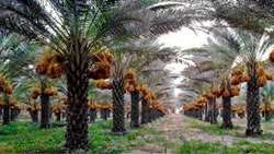 احداث پایلوت نخلستان دو هکتاری با رقم زاهدی در لرستان  