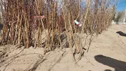  نظارت میدانی بر مراکز عرضه نهال در مهریز با هدف تضمین کیفیت و سلامت تولیدات باغی
