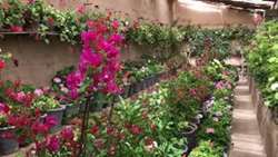 صادرات گل‌‌های محلات به عراق؛ حلقه‌ای از زنجیره تأمین ارز و امنیت غذایی
