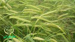 کشت ۱۴۵ هکتار جو در مزارع جویبار