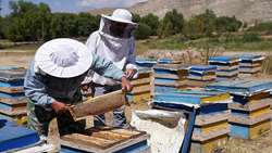 افزایش تولیدبه رغم کاهش کلنی ؛ زنبورداری کردستان درمسیربهبود کیفیت وتوسعه صنعتی