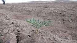 آنغوزه؛ محصولی راهبردی در ارتقای بهره‌وری دیمزارهای صالح‌آباد