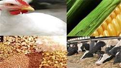 پرداخت تسهیلات ویژه بانک کشاورزی برای تولیدکنندگان بخش کشاورزی خراسان شمالی
