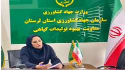 پیش‌بینی برداشت بیش از ۲ هزار تن عدس در لرستان با رویکرد پایداری تولید در دیمزارها