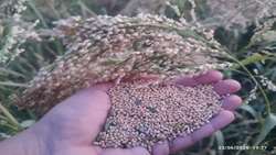 برداشت ارزن دانه ای از ۵ هکتار از اراضی دیم کازرون