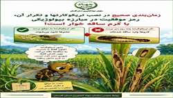 زمان‌بندی دقیق و تکرار رهاسازی زنبور تریکوگراما، رمز موفقیت در مبارزه با کرم ساقه‌خوار برنج