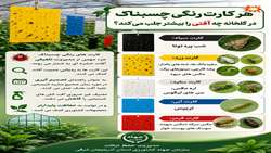 هر کارت رنگی چسبناک در گلخانه چه آفتی را بیشتر جلب می کند؟