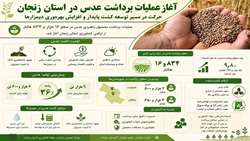 آغاز عملیات برداشت عدس در استان زنجان/ حرکت در مسیر توسعه کشت پایدار و افزایش بهره‌وری در دیمزارها