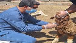 اجرایطرح ملی ارزیابی اثربخشی واکسن بروسلوز گوسفندی در جنوب کرمان