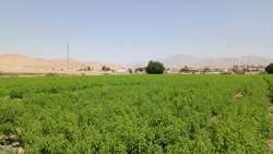 خودکفایی کهگیلویه و بویراحمد در تأمین نشای به لیمو/گامی بلند به سوی صادرات محصولات باغبانی