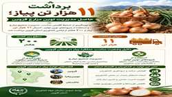 برداشت ۱۱ هزارتن پیاز حاصل مدیریت نوین مزارع قزوین
