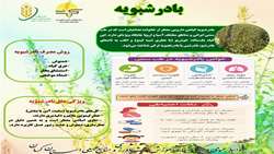 معرفی گیاه بادرشبویه