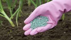 بیش از ۱۷۰۰ تن کود یارانه‌ای بین کشاورزان قمی توزیع شد
