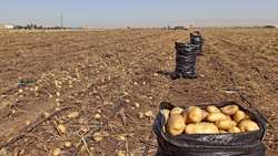 سرمایه‌گذاری ۲ هزار میلیارد تومانی برای فرآوری سیب‌زمینی در دهگلان