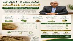آذربایجان‌شرقی؛ پیشتاز تولید عدس کشور 