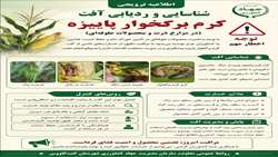 شناسایی و ردیابی آفت قرنطینه ای کرم برگخوار پائیزه