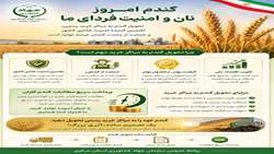 گندم امروز نان و امنیت فردای ما