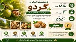 اسکو؛ قطب تولید گردوی آذربایجان شرقی