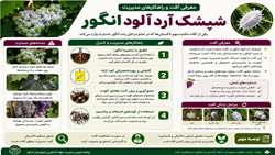معرفی آفت شپشک آردآلود انگور
