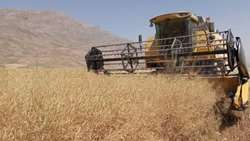 آغاز برداشت دانه روغنی کلزا در شهرستان چرداول 