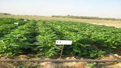 توسعه علمی کشت کنجد در خوزستان؛ گام راهبردی سازمان تات برای کاهش وابستگی به واردات روغن