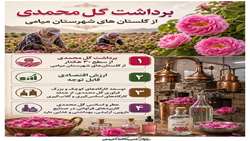 |  برداشت گل محمدی از گلستان های شهرستان میامی