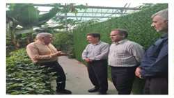 ارتقای بهره‌وری کشاورزی در دستور کار؛ از برنامه‌ریزی برای کشت کلزا تا توسعه نهضت گلخانه سازی در پاکدشت
