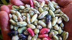 پیش بینی برداشت ۲۲ هزار تن پیله تر پاچ باقلا در گیلان