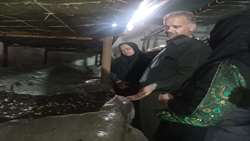 قارچ؛ گنجی پنهان در چرخه اقتصاد مقاومتی/ مسئولان زارچ، در پی رفع موانع تولید