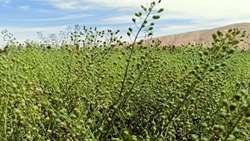 کشت ۱۳۰ هکتار دانه‌های روغنی کاملینا و گلرنگ در اسدآباد