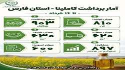 برداشت کاملینا در استان فارس
