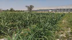 اجرای مزرعه پایلوت علوفه در روستای گزیر بندرلنگه برای نخستین‌ بار