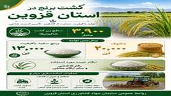 کشت برنج در قزوین