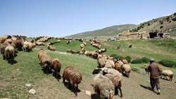 مراتع خراسان‌شمالی با طرح‌های مرتع‌داری تلفیقی، اقتصادی می‌شوند