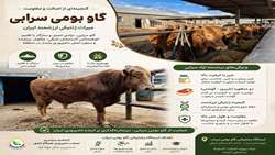 «گاو بومی سرابی» از ارزشمندترین ذخایر ژنتیکی دام کشور / نماد اصالت دامپروری آذربایجان شرقی