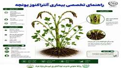 راهنمای جامع بیماری آنتراکنوز یونجه
