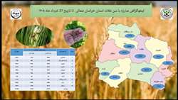  مبارزه با سن مادری و پوره سن غلات در مزارع گندم و جو خراسان شمالی