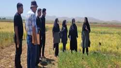 تحولی در کشاورزی دیم خدابنده؛ کاروان بهره‌وری تولید، نویدبخش افزایش محصولات استراتژیک