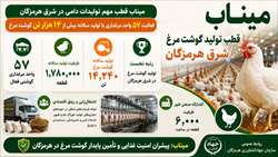 میناب قطب مهم تولید گوشت سفید شرق استان هرمزگان