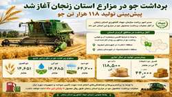 پیش بینی تولید ۱۱۸ هزار تن جو در زنجان