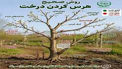 راهنمای سریع هرس درخت