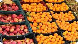 ۹۰۰ تن میوه شب عید در استان اردبیل آماده توزیع است