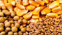 تشدید نظارت بر کیفیت خوراک دام در  استان قم ‌