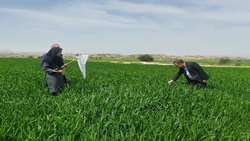حفظ سنگر تولید و تامین امنیت غذایی با کنترل به موقع سن گندم در مزارع گندم و جو